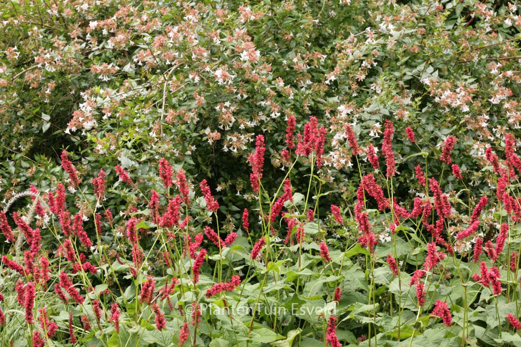 Persicaria amplexicaulis 'Fat Domino'