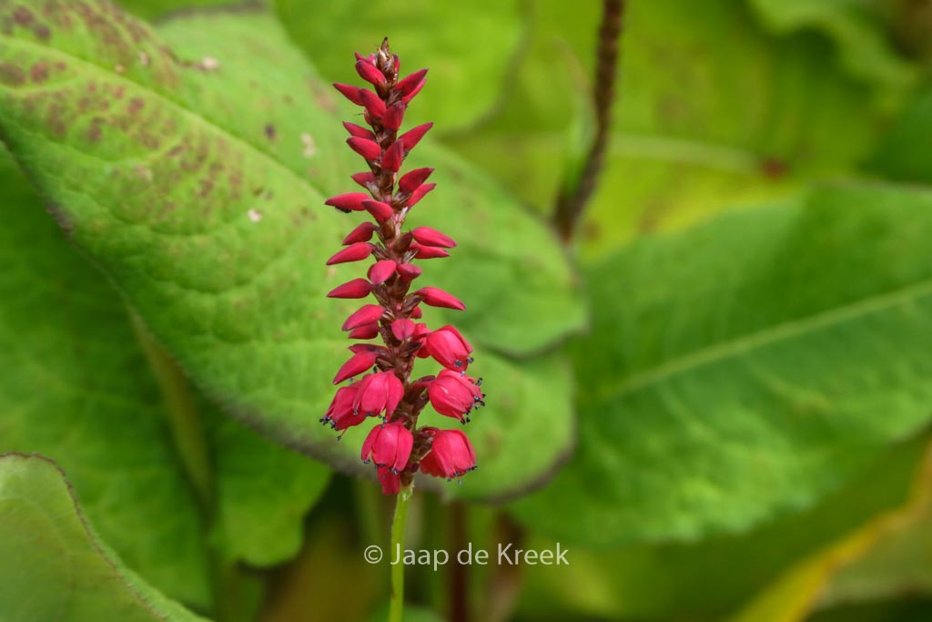 Persicaria amplexicaulis 'Firedance'