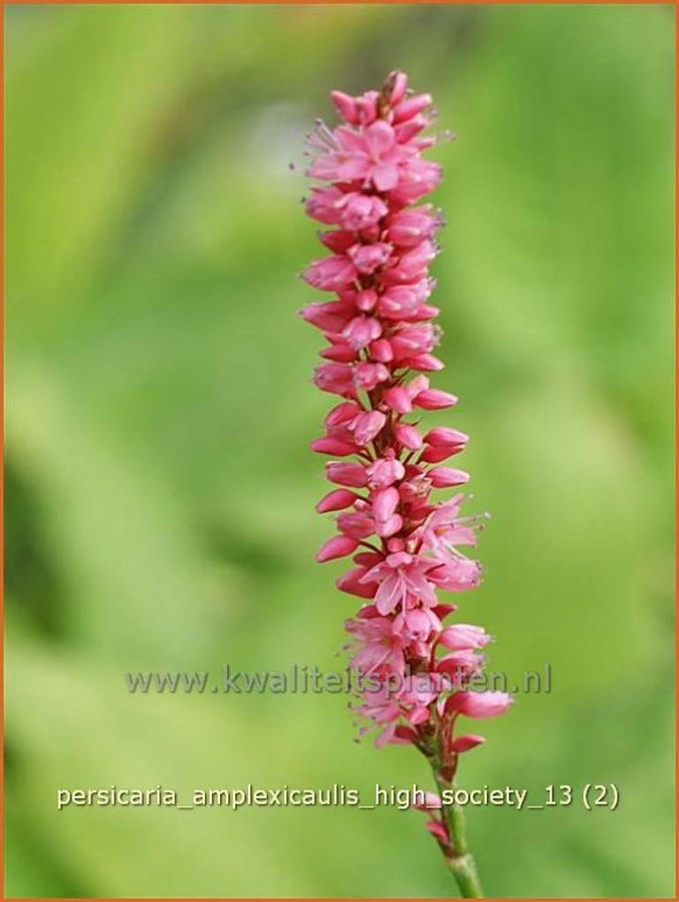Persicaria amplexicaulis 'High Society'
