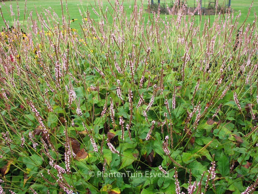 Persicaria amplexicaulis 'Pink Mist'