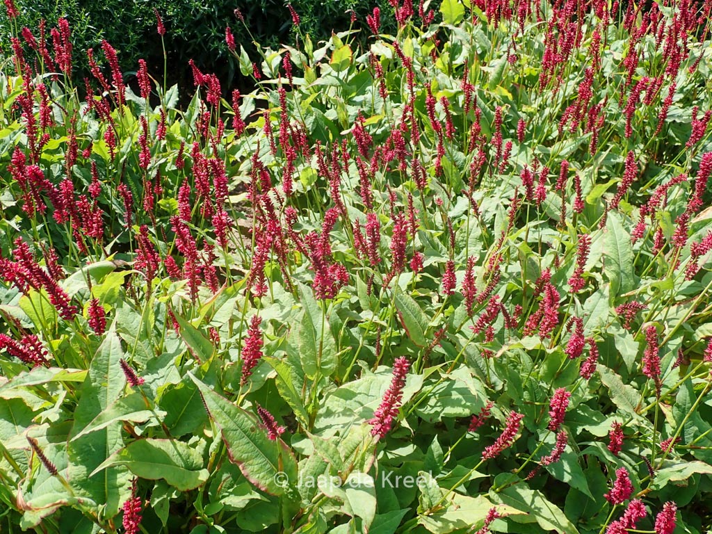 Persicaria amplexicaulis 'Red Baron'