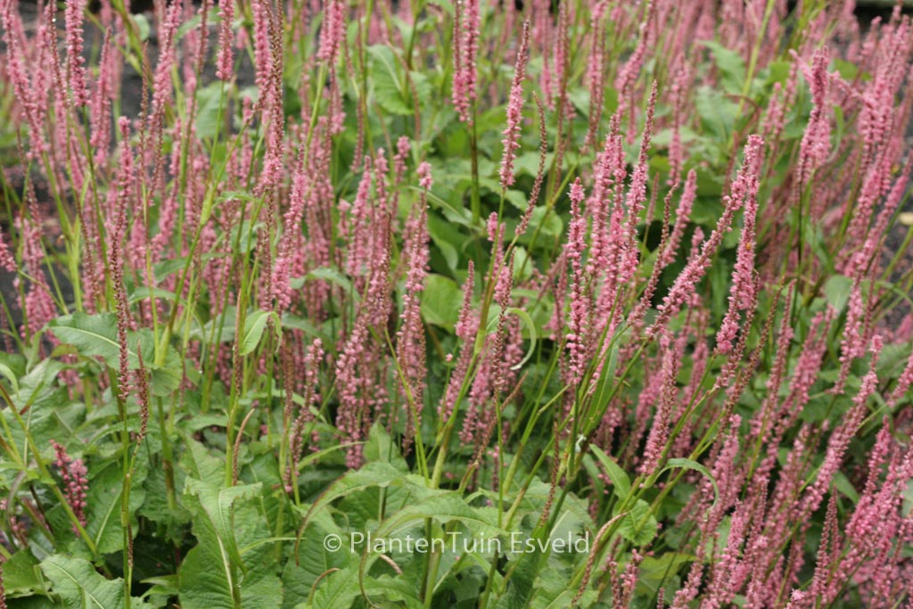Persicaria amplexicaulis 'Seven Oaks Village'