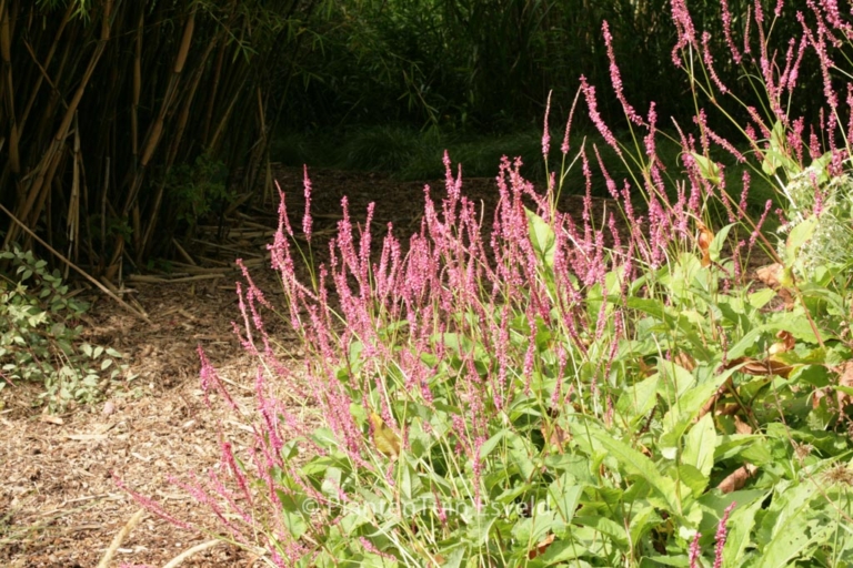Persicaria amplexicaulis 'Summer Dance'