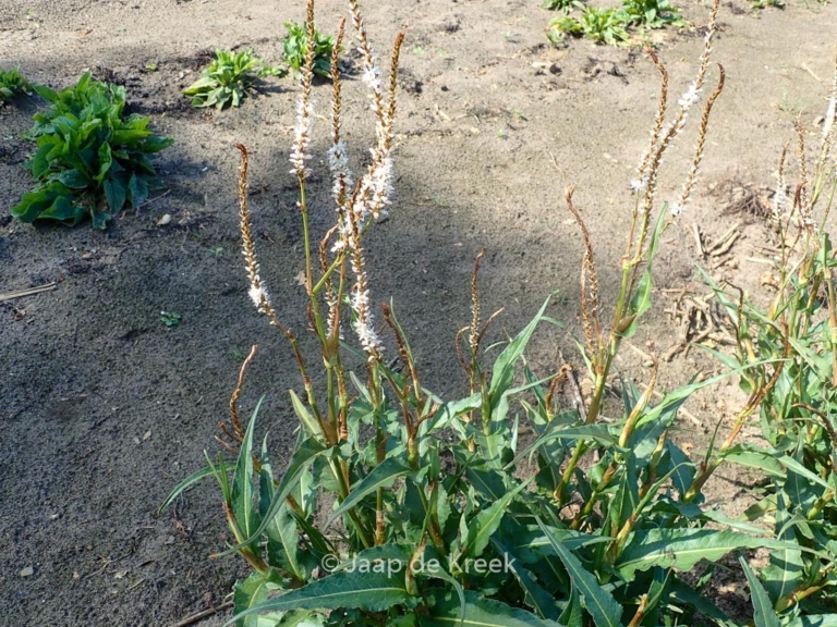 Persicaria amplexicaulis 'White Eastfield'