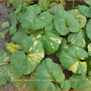 Petasites japonicus 'Nishiki-buki'