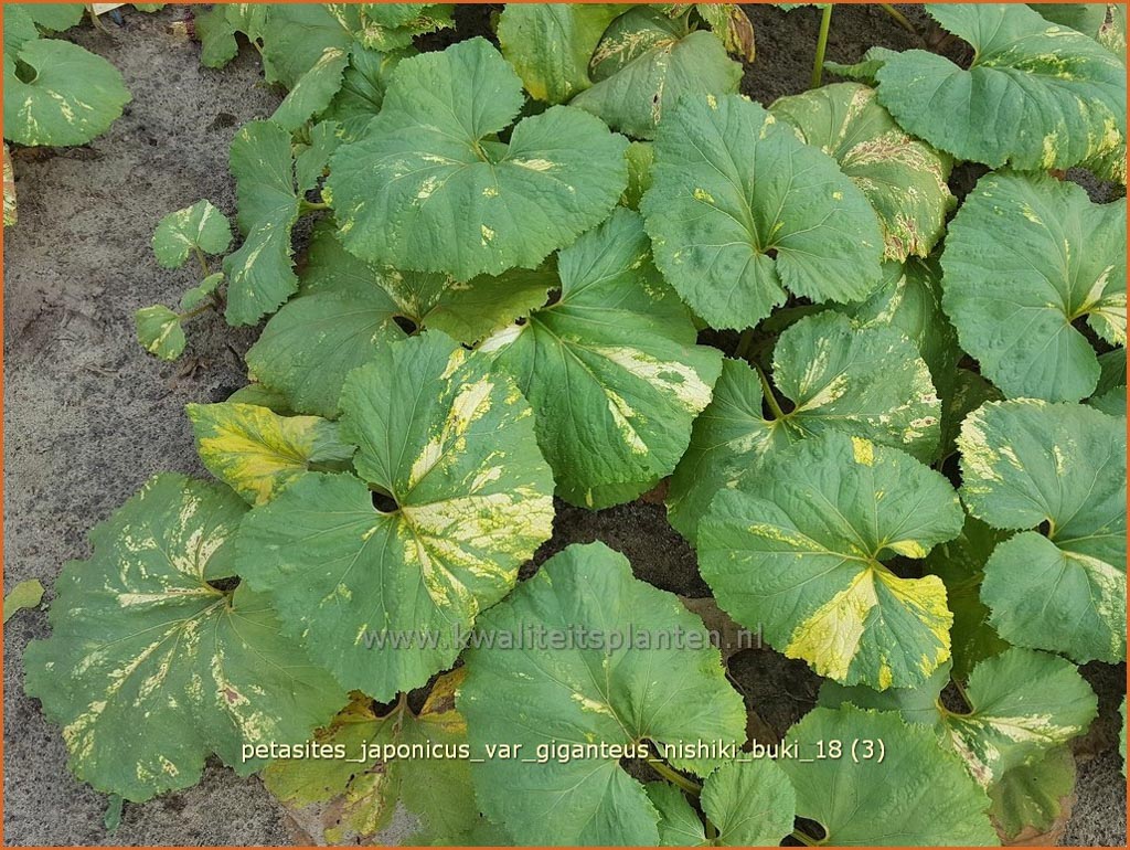 Petasites japonicus 'Nishiki-buki'