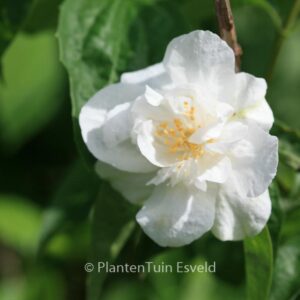 Philadelphus 'Polar Star'