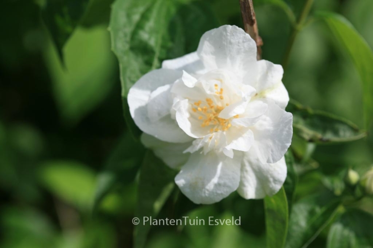 Philadelphus 'Polar Star'