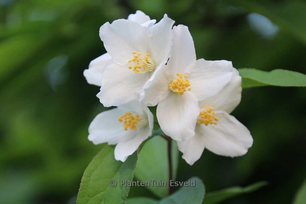 Philadelphus 'Starbright'