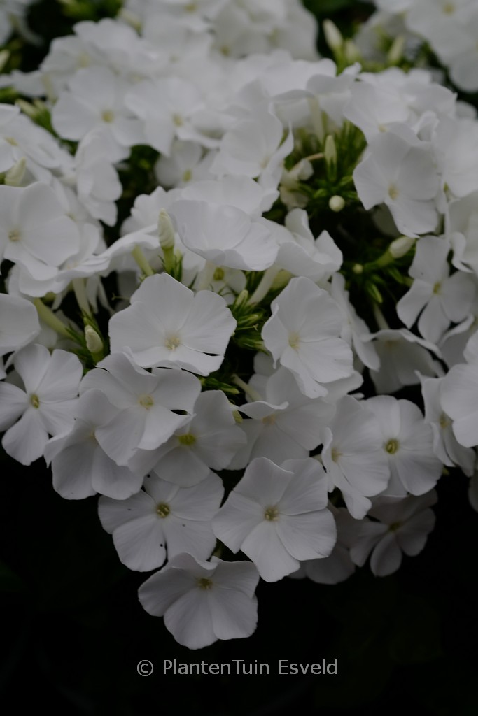 Phlox paniculata FLAME 'White'