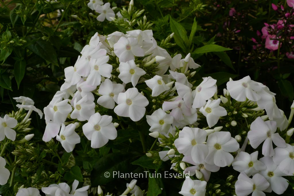 Phlox paniculata 'White Admiral'