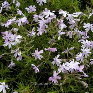 Phlox subulata 'Emerald Cushion Blue'