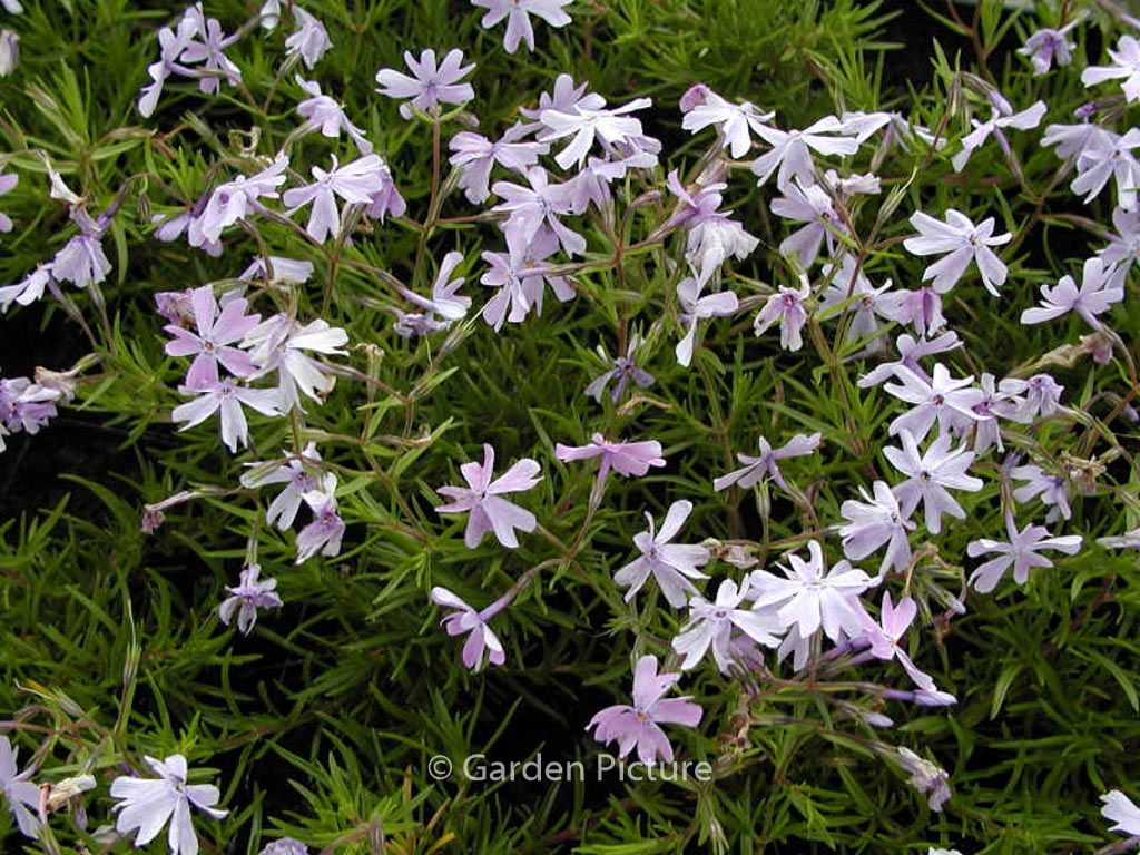 Phlox subulata 'Emerald Cushion Blue'