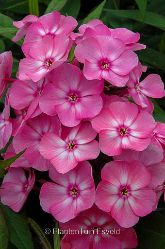 Phlox 'Sweet Summer Candy'