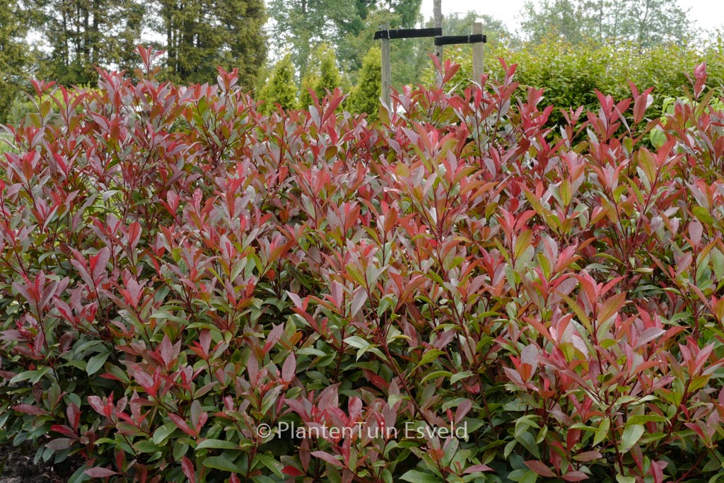 Photinia fraseri 'Little Red Robin'