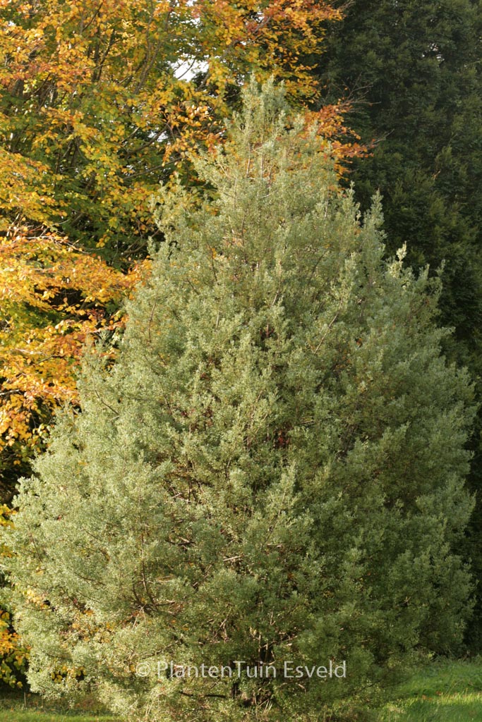 Phyllocladus aspleniifolius