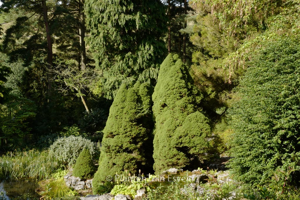 Picea abies 'Conica'