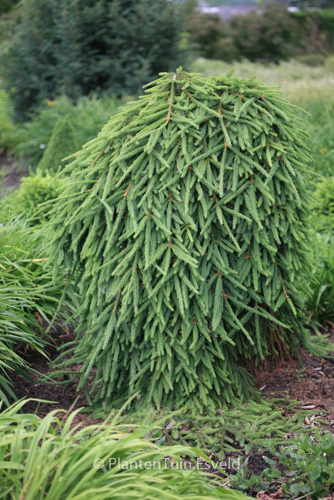 Picea abies 'Frohburg'