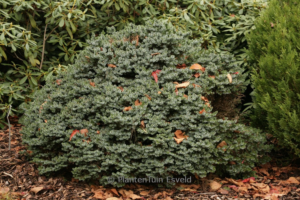 Picea omorika 'Pimoko'