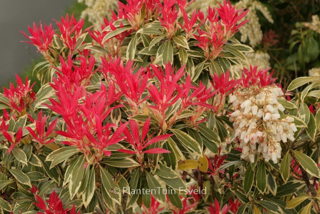 Pieris 'Flaming Silver'