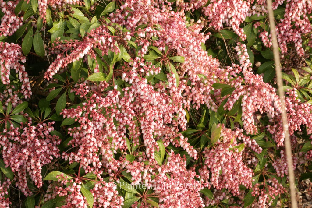 Pieris japonica 'Rosalinda'