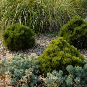 Pinus heldreichii 'Smidtii'