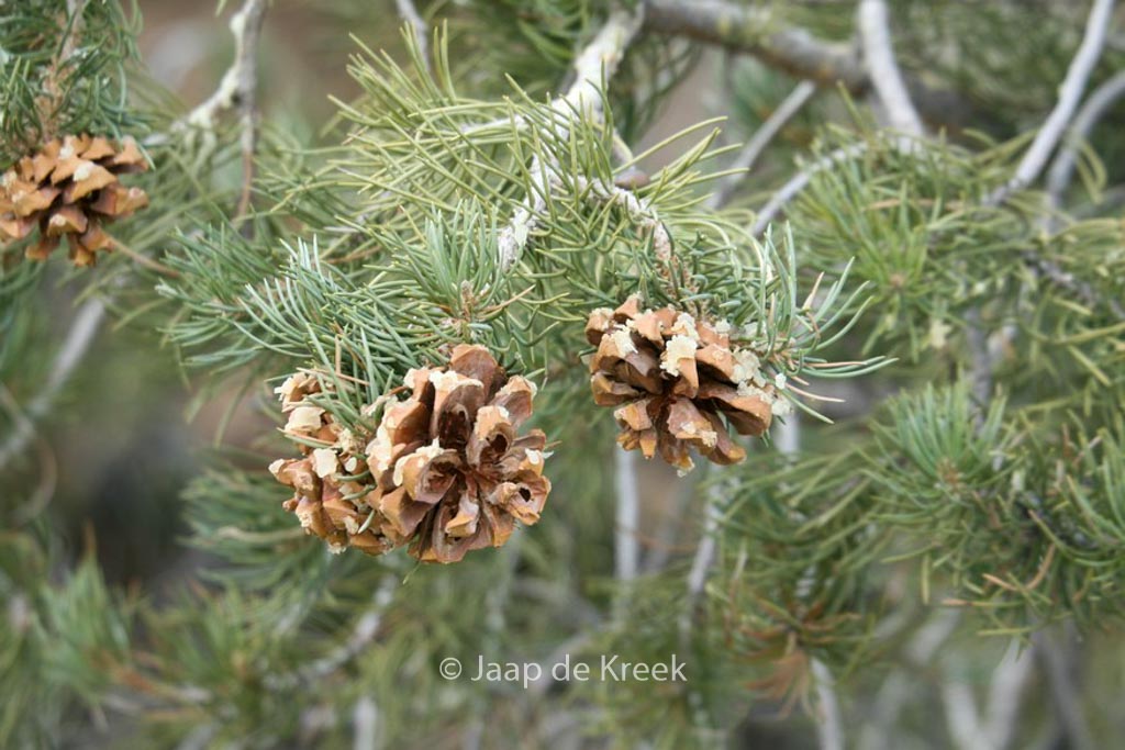 Pinus monophylla