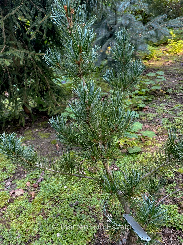Pinus parviflora 'Pentaphylla Glauca'