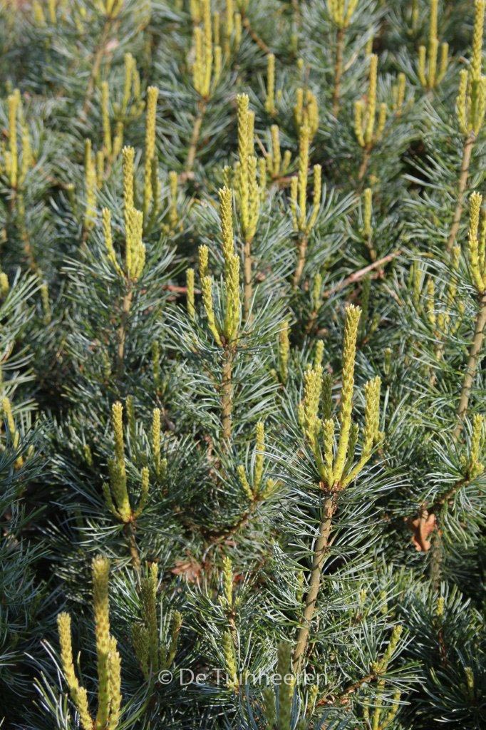 Pinus parviflora 'Tempelhof'