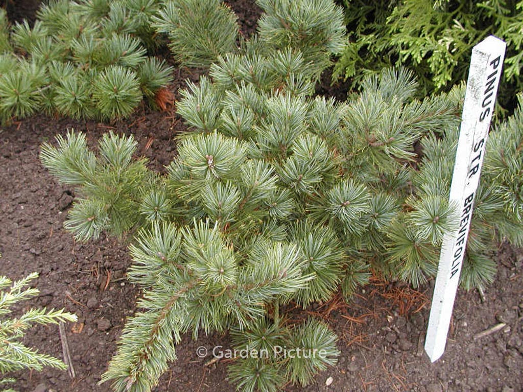 Pinus strobus 'Brevifolia'