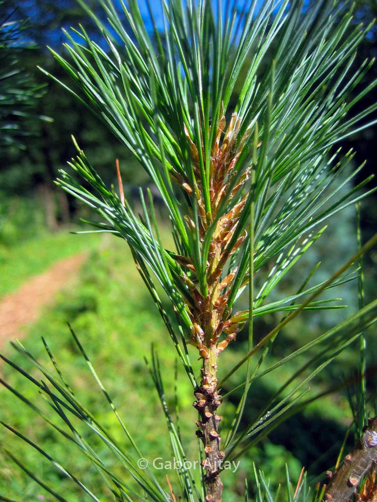Pinus strobus 'Stowe Pillar'