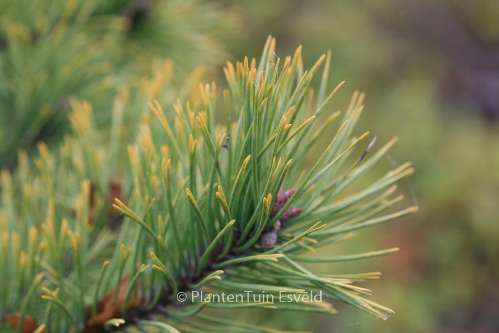 Pinus sylvestris 'Aurea'