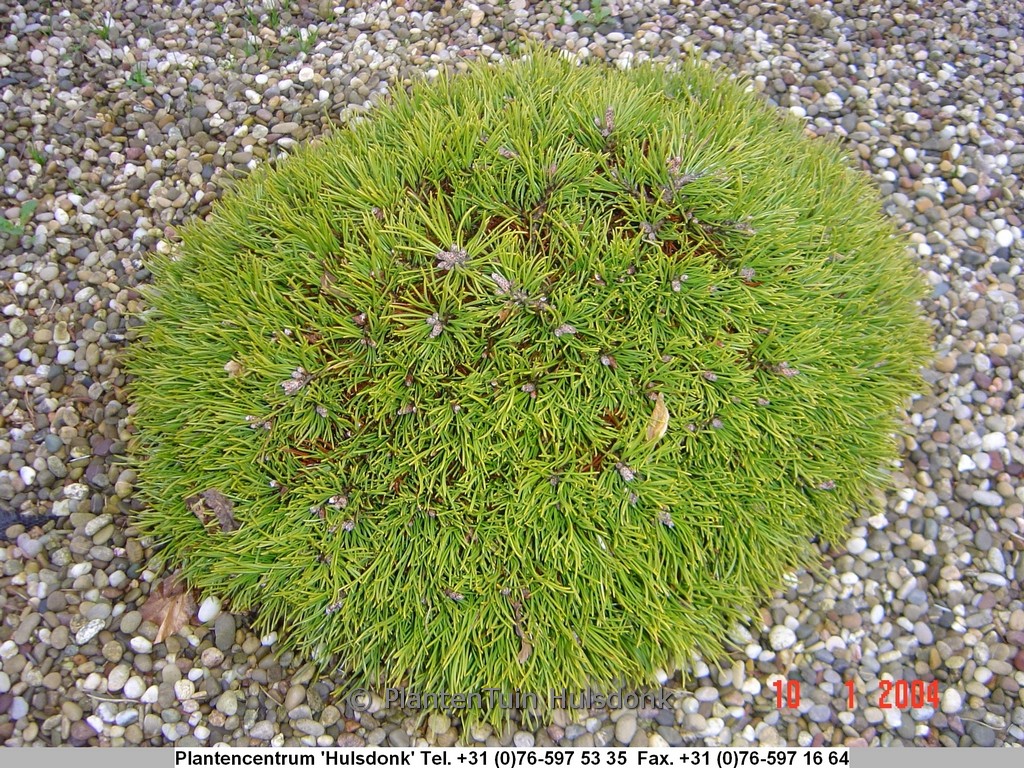 Pinus uncinata 'Grüne Welle'