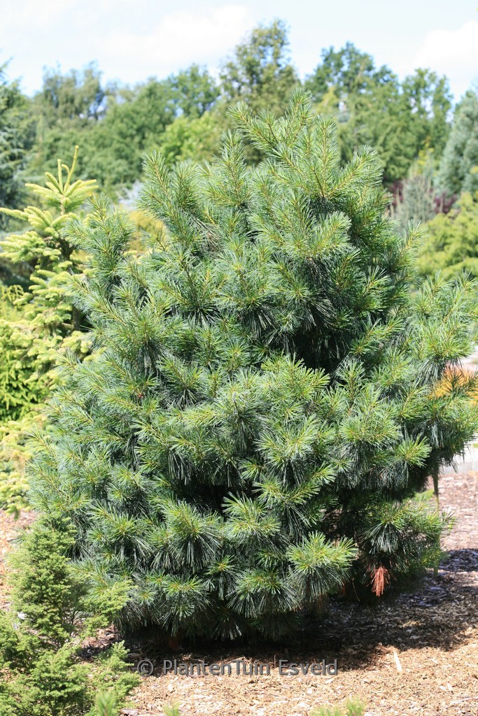Pinus wallichiana 'Nana'