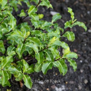 Pittosporum tenuifolium 'Abbotsbury Gold'