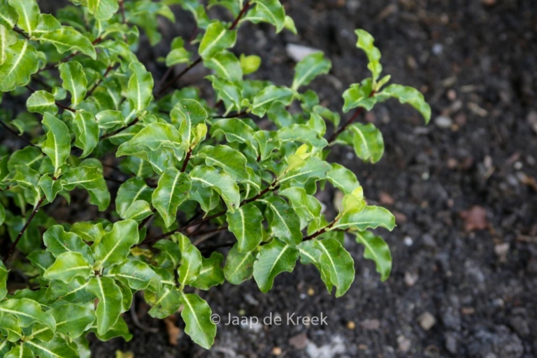 Pittosporum tenuifolium 'Abbotsbury Gold'