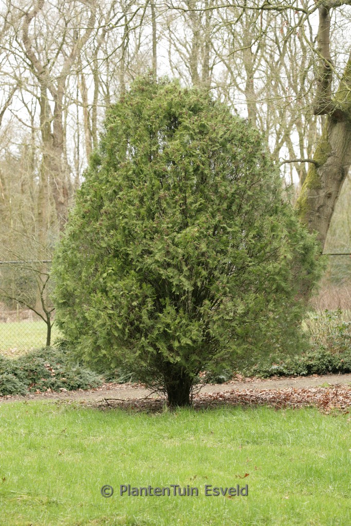 Platycladus orientalis 'Blijdenstein'