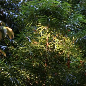 Podocarpus henkelii