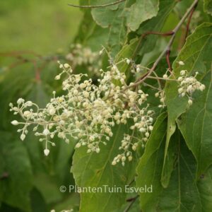 Poliothyrsis sinensis