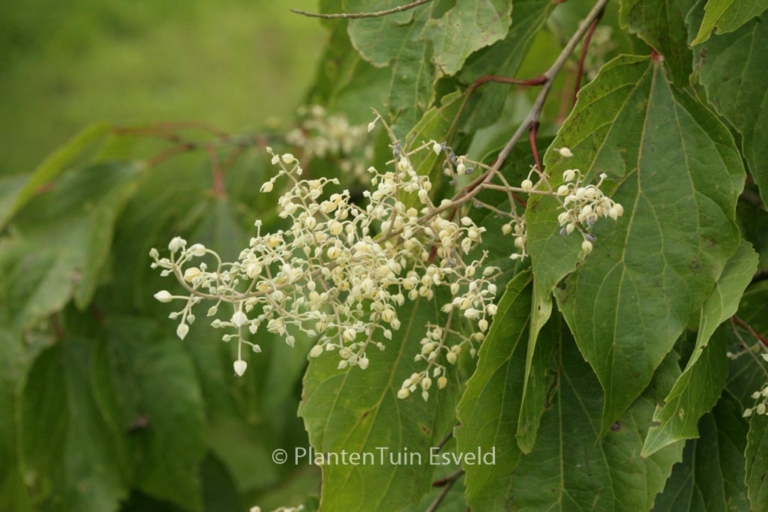 Poliothyrsis sinensis