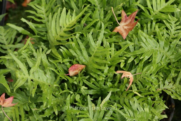 Polypodium 'Whitley Giant'