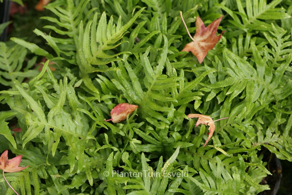 Polypodium 'Whitley Giant'