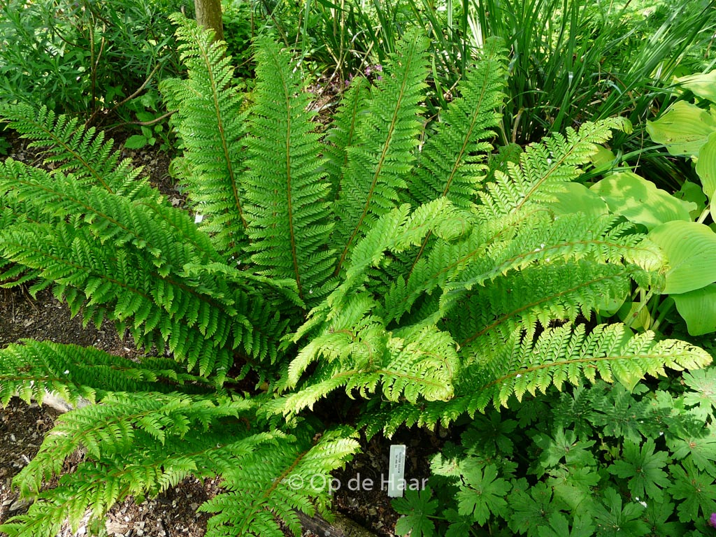 Polystichum aculeatum