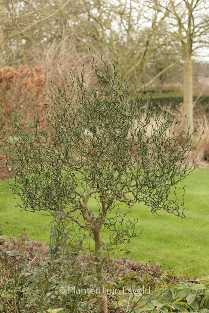 Poncirus trifoliata 'Flying Dragon'