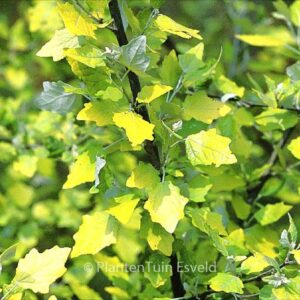 Populus alba 'Richardii'
