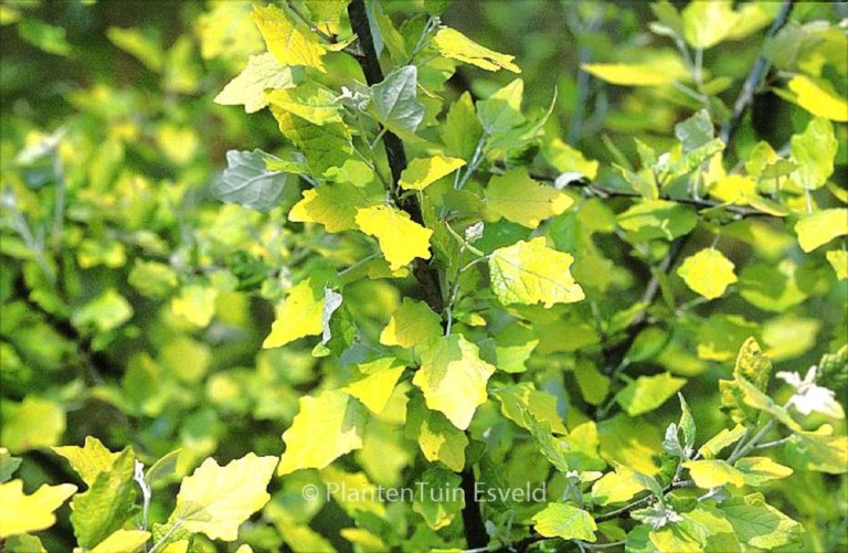 Populus alba 'Richardii'