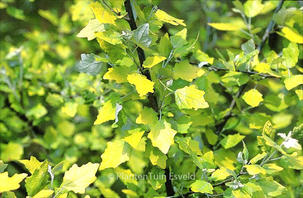 Populus alba 'Richardii'