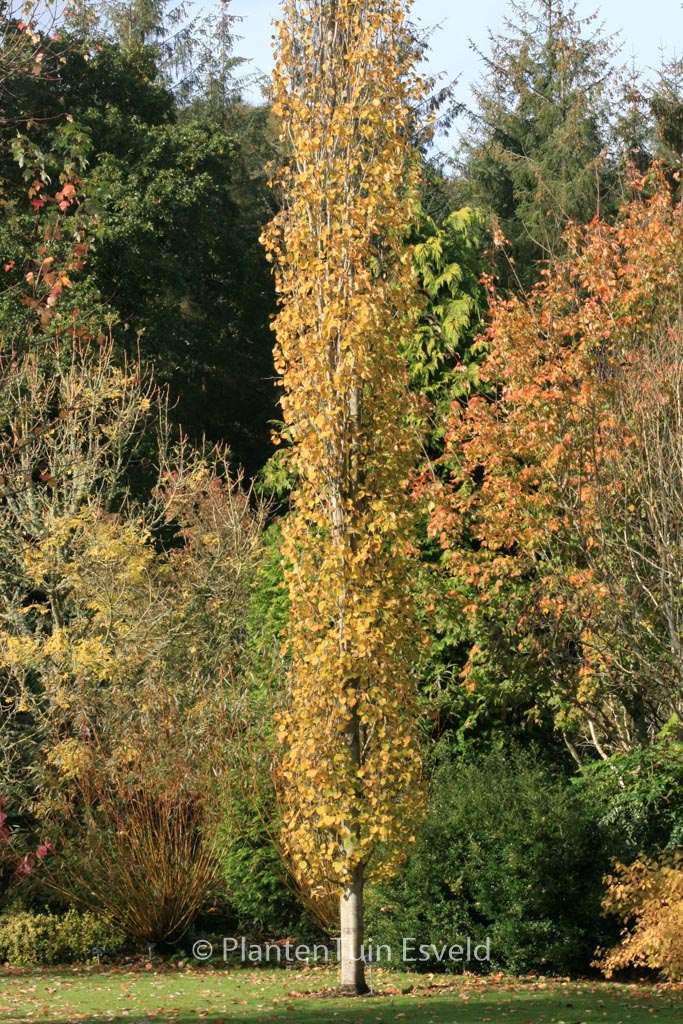 Populus tremula 'Erecta'