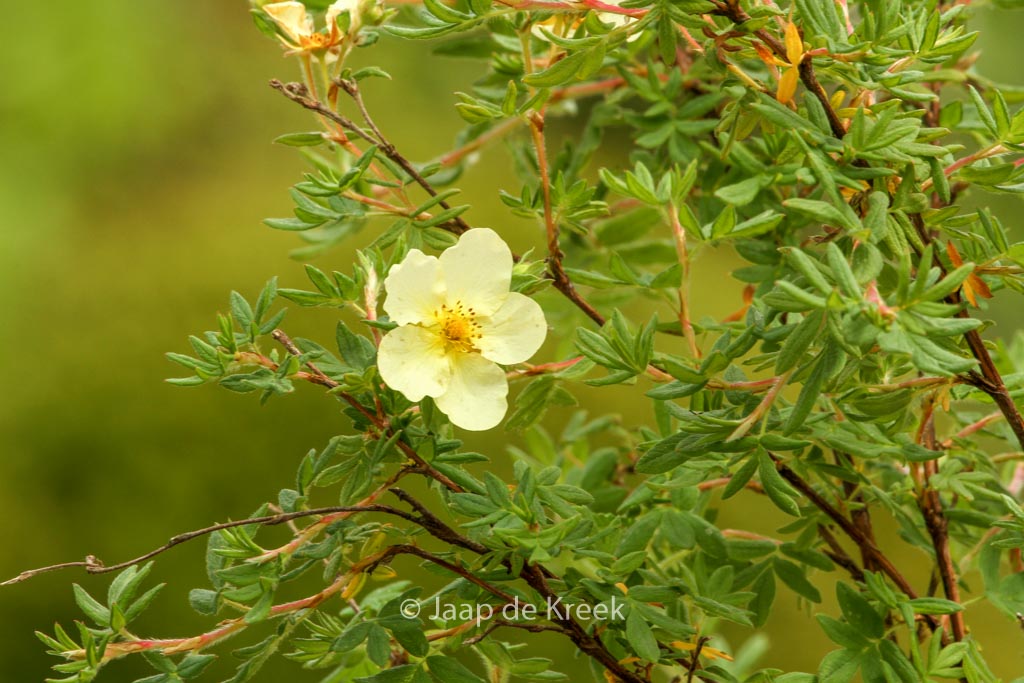 Potentilla fruticosa 'Elfenbein'