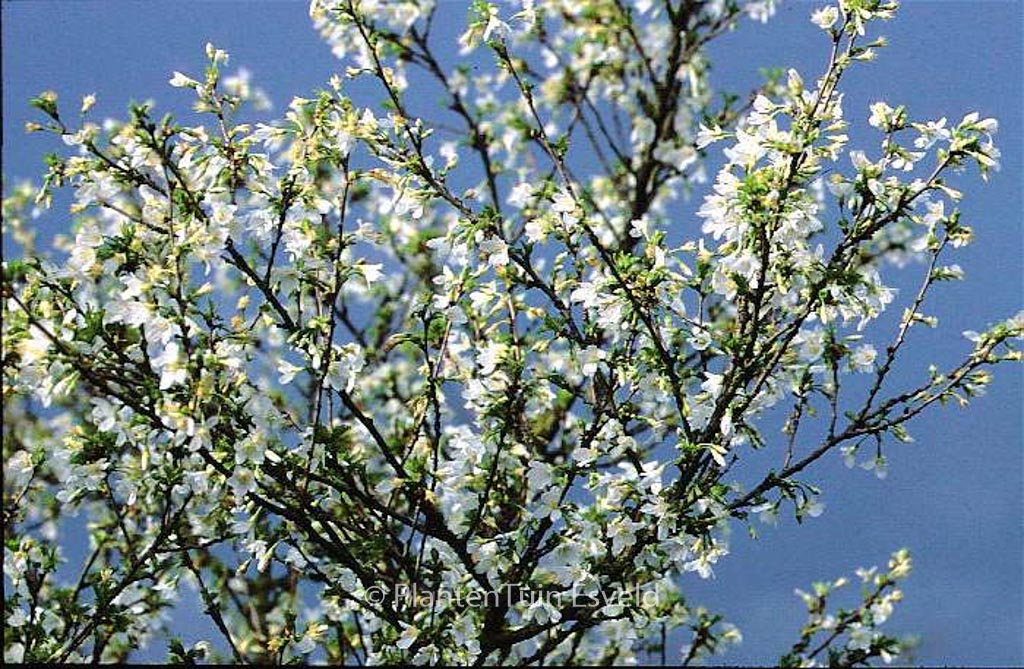 Prunus incisa 'Fujiyama'
